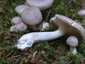 Szagos csigagomba (Hygrophorus agathosmus), Őrség